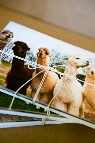 Alpaca Greeting Cards